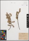 Foto von Salix cinerea L.